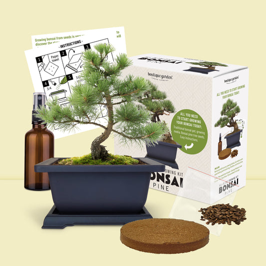 Kit bonsaï japonais complet : pot, sapin et tous les accessoires inclus (pulvérisateur, graines). Idée cadeau.