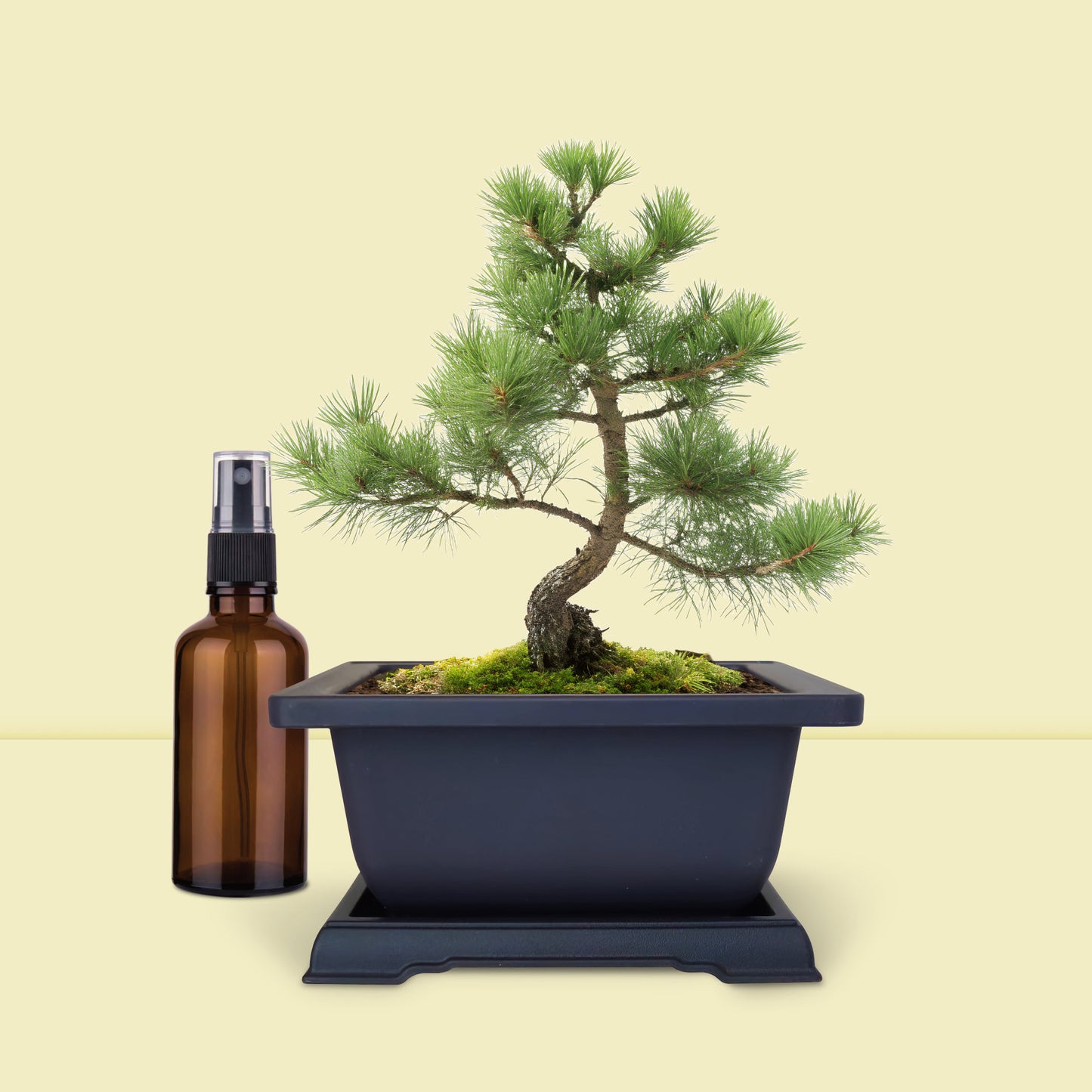 Kit bonsaï prêt à pousser boutique garden, pot et spray