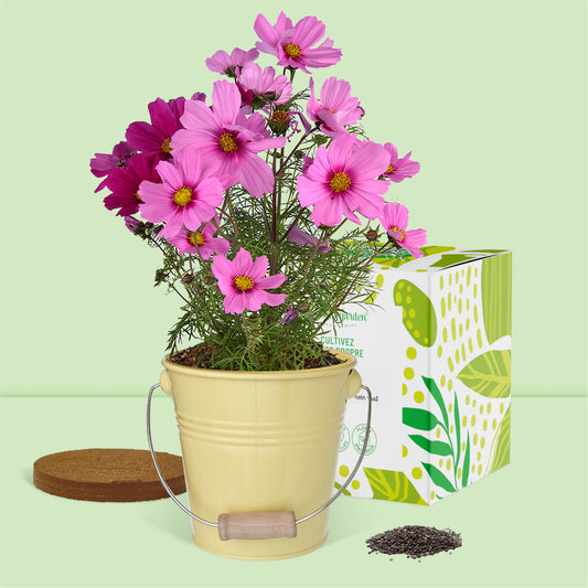 Kit fleurs à cultiver cosmos - le cadeau jardinage qui fleurit votre intérieur