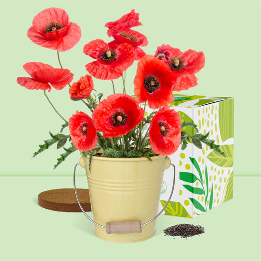 Kit jardinage prêt à pousser coquelicots avec pot zinc, graines et substrat et emballage décoratif cadeau