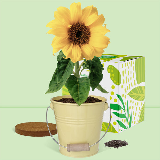Kit jardinage prêt à pousser tournesol avec pot zinc vintage avec anse en bois