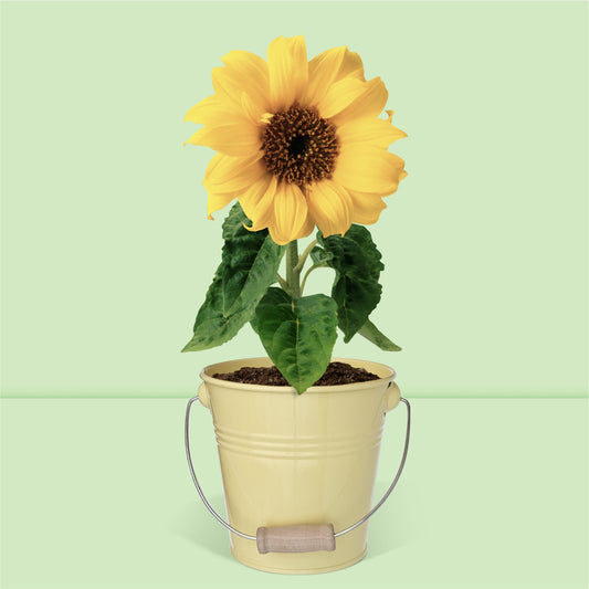 Kit jardinage prêt à pousser tournesol avec pot zinc vintage avec anse en bois