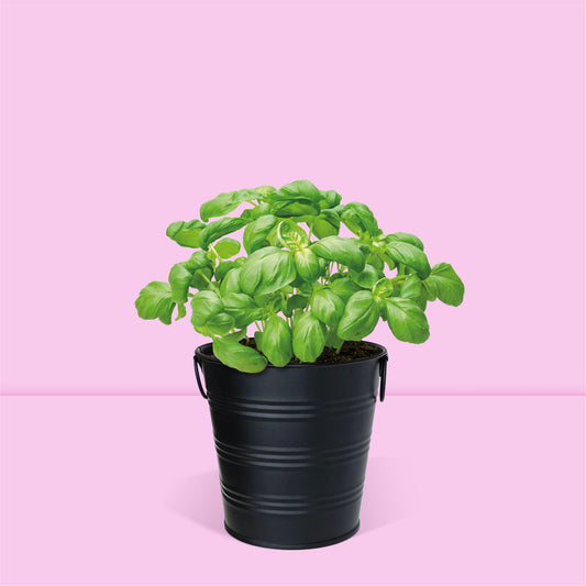 Kit jardinage prêt à pousser herbes aromatiques basilic Boutique Garden avec pot zinc noir mate déco
