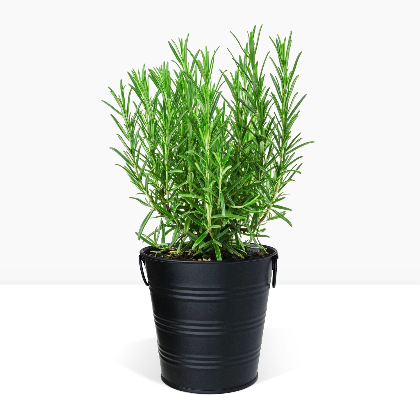 Kit prêt à pousser romarin, pot zinc noir mat