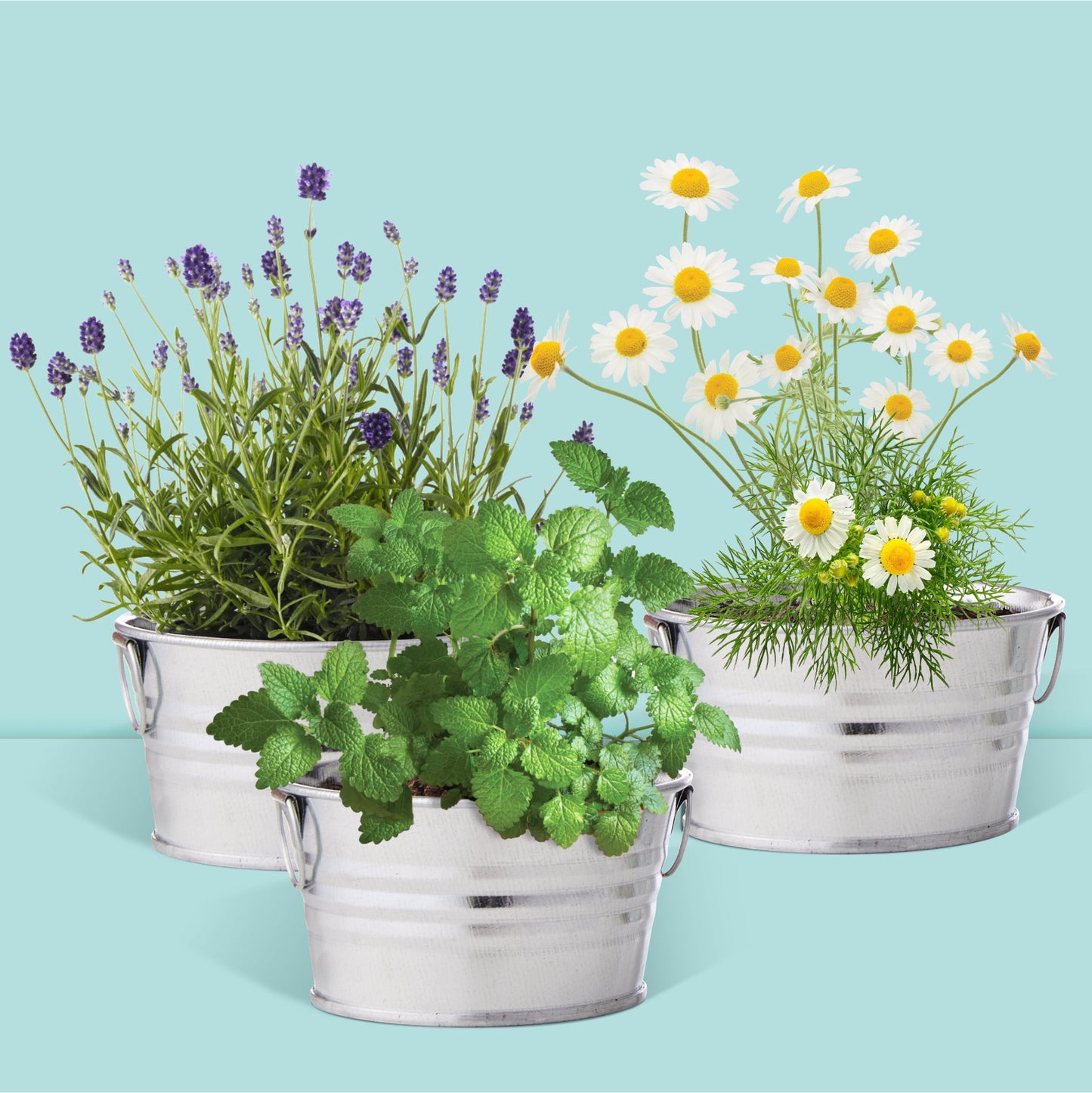 Kit jardinage prêt à pousser jardin parfumé lavande, menthe et camomille cultivées à la maison