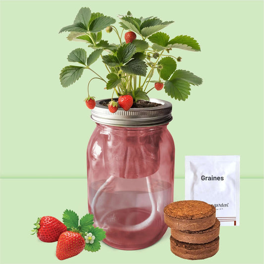 Fraisier en pleine croissance avec des fraises fraîches dans la jarre en verre grâce à l'irrigation automatique.