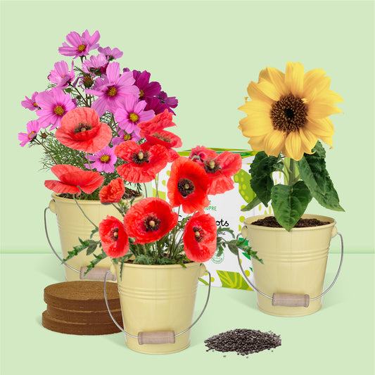 Kit jardinage facile prêt à pousser fleurs coquelicots tournesols cosmos en pot zinc tout est inclus
