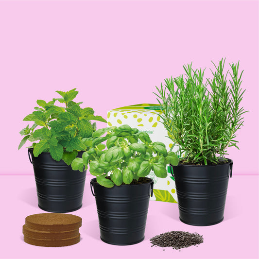 Kit jardinage prêt à pousser herbes aromatiques basilic romarin et menthe - à cultiver facilement avec ce set jardinage complet