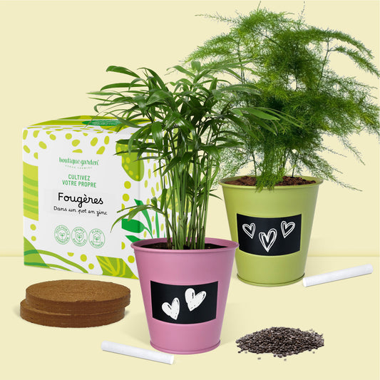 Kit déco plantes d’intérieur à faire pousser palmier et fougère