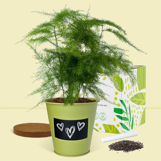 Kit jardinage prêt à pousser plantes d'intérieur fougère Asparagus Boutique Garden en pot zinc