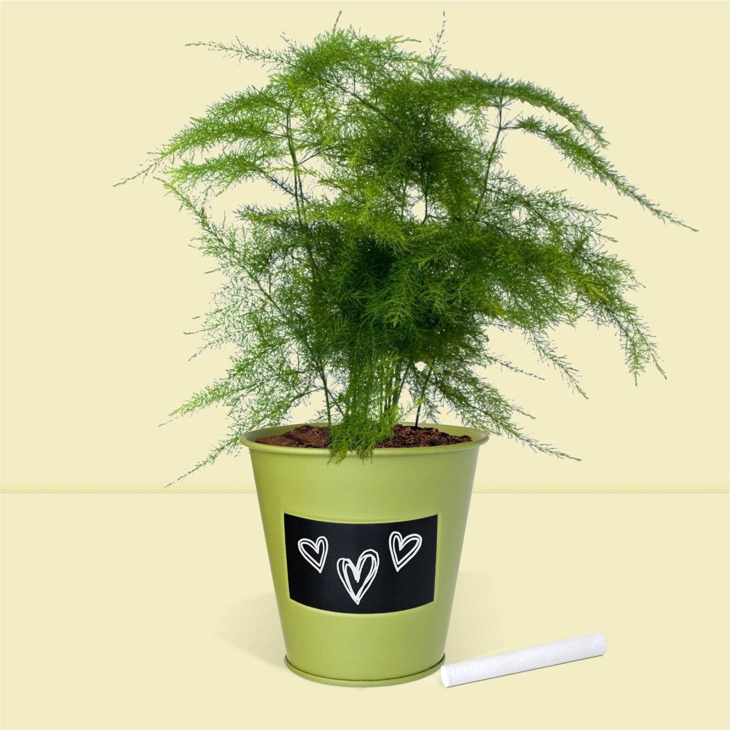 Pot prêt à pousser plante d'intérieur fougère, pot en zinc vert avec tableau noir et craie