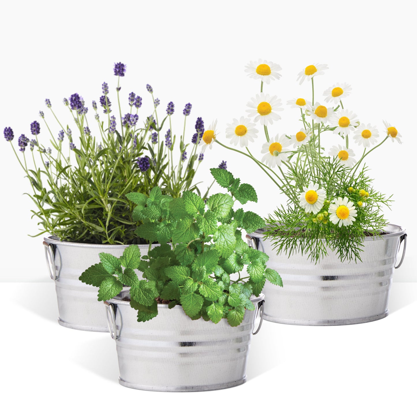 Kit prêt à pousser 3 pots zinc jardin parfumé, menthe, lavande et camomille