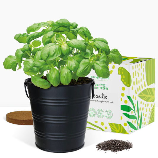 Kit prêt à pousser basilic, pot en zinc noir mat