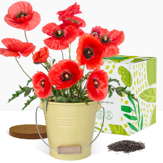 Kit prêt à pousser coquelicot, pot en zinc jaune