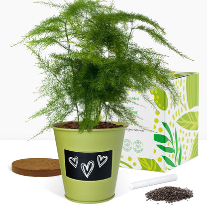 Kit prêt à pousser plante d'intérieur fougère, pot en zinc vert avec tableau noir et craie