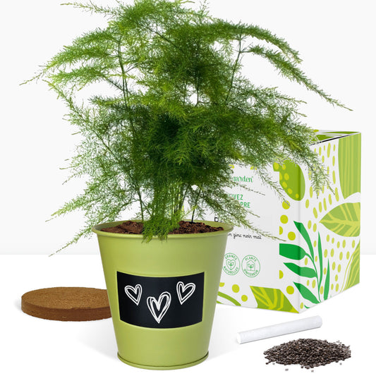 Kit prêt à pousser plante d'intérieur fougère, pot en zinc vert avec tableau noir et craie