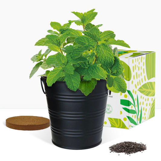 Kit prêt à pousser menthe, pot zinc noir mat