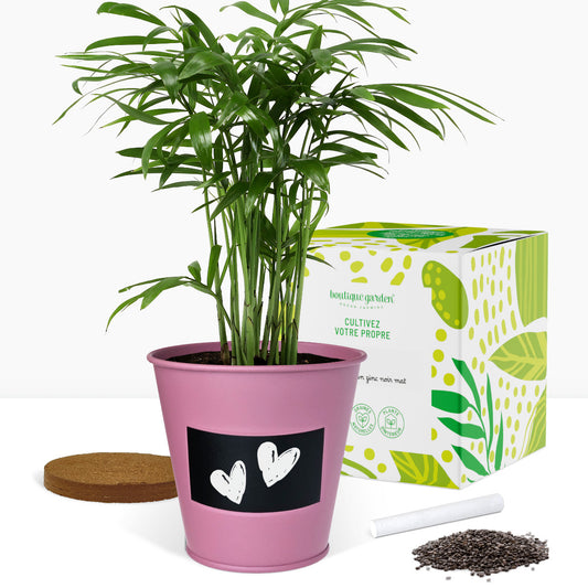 Kit prêt à pousser plante d'intérieur palmier, pot en zinc violet avec tableau noir et craie