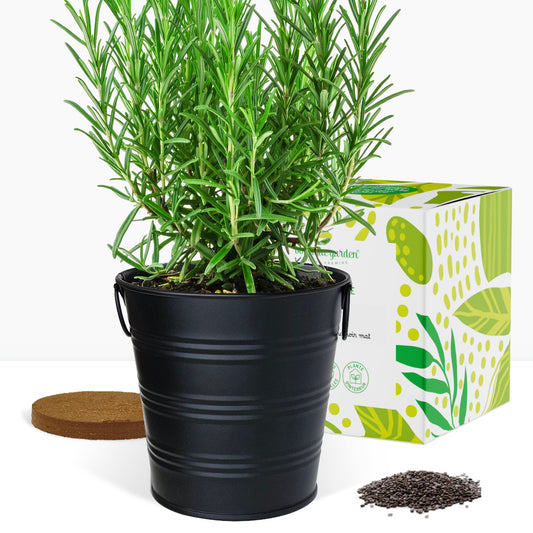 Kit prêt à pousser romarin, pot zinc noir mat