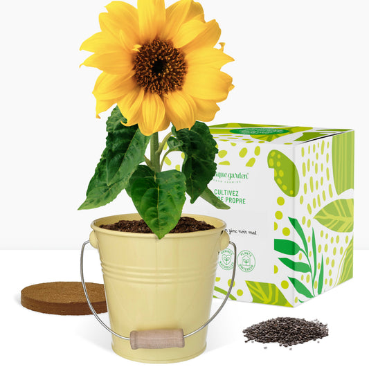 Kit prêt à pousser tournesol, pot en zinc Jaune