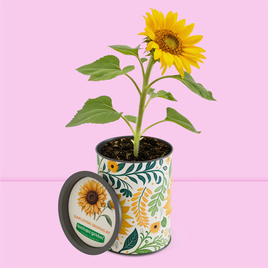 Jeune plant de tournesol en fleur dans le pot décoratif du kit de jardinage.