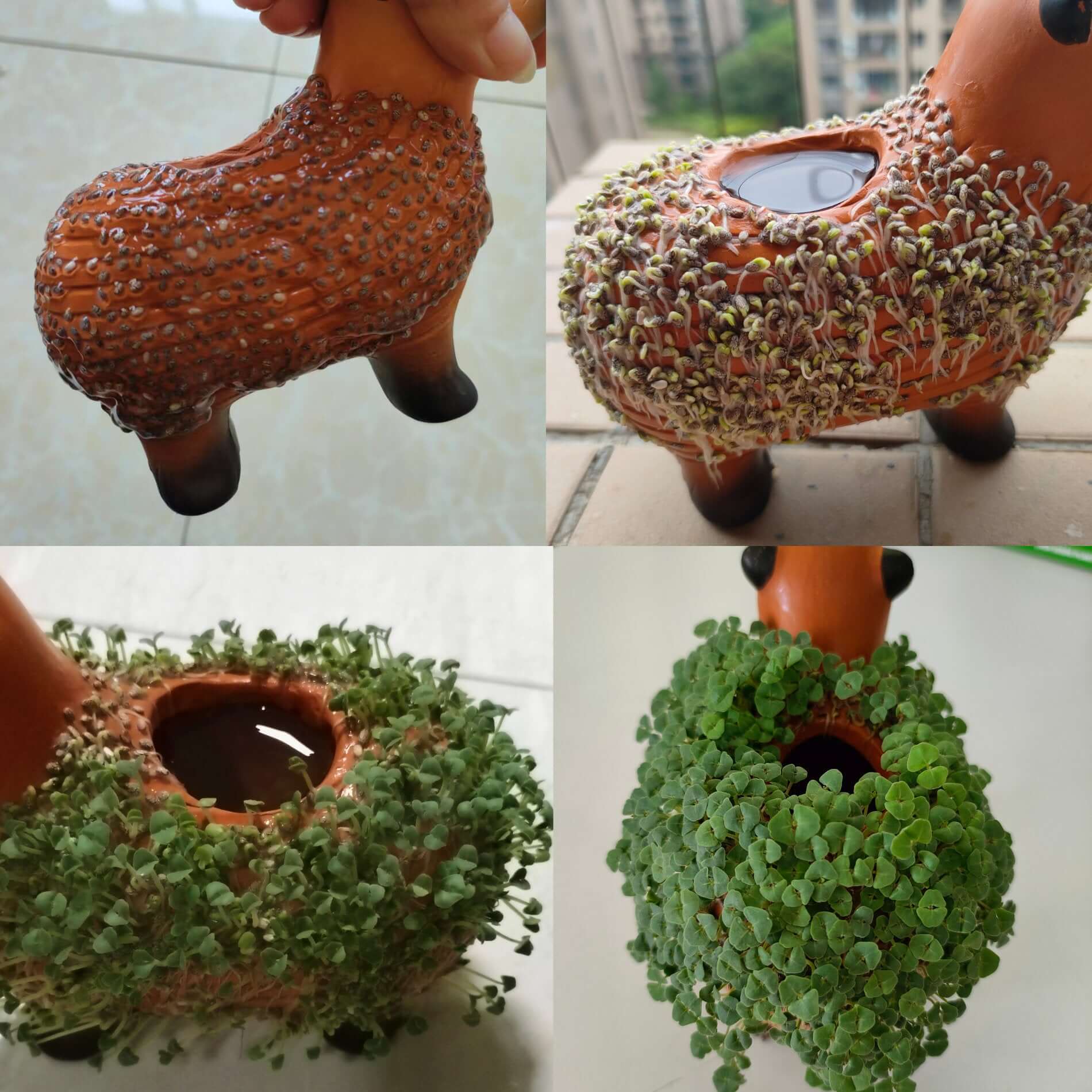Capybara chia gardening kit showing growth stages of seeds in a cute capybara-shaped pot.