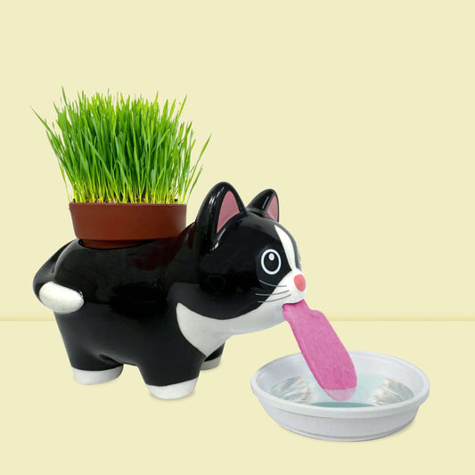 Contenu du kit herbe à chat autonome : pot, bol, mèche, substrat et graines d'herbe à chat pour culture facile.