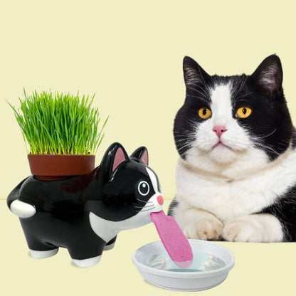 Kit herbe à chat avec un vrai chat : le pot en céramique et l'animal à côté. Arrosage autonome et ludique.