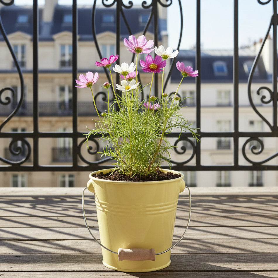 Kit fleurs à faire pousser coquelicot tournesol cosmos en pots zinc