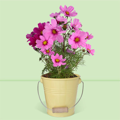 Kit jardinage prêt à pousser cosmos avec pot zinc vintage avec anse en bois