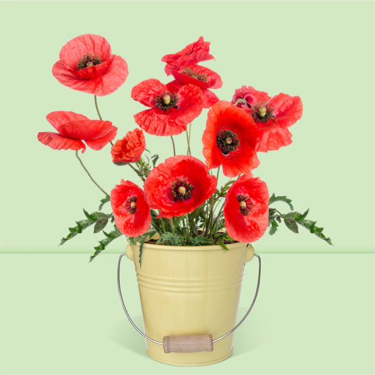 Pot prêt à pousser coquelicot, pot en zinc jaune
