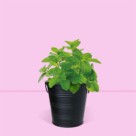 Pot prêt à pousser menthe, pot zinc noir mat