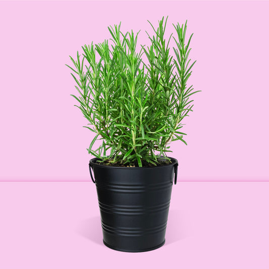 Pot prêt à pousser romarin, pot zinc noir mat