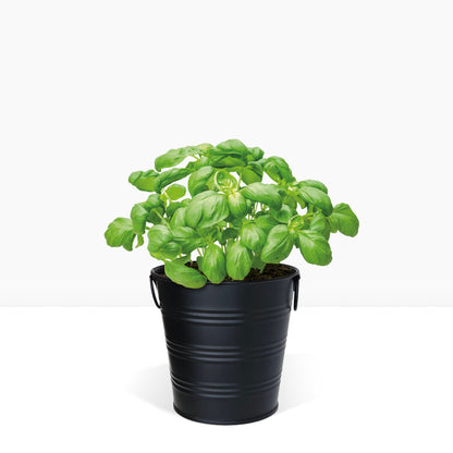 Kit prêt à pousser basilic, pot en zinc noir mat