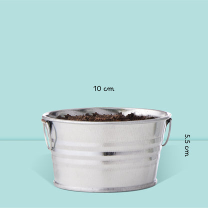 Pot prêt à pousser 3 pots zinc herbes aromatiques, basilic, ciboulette et persil