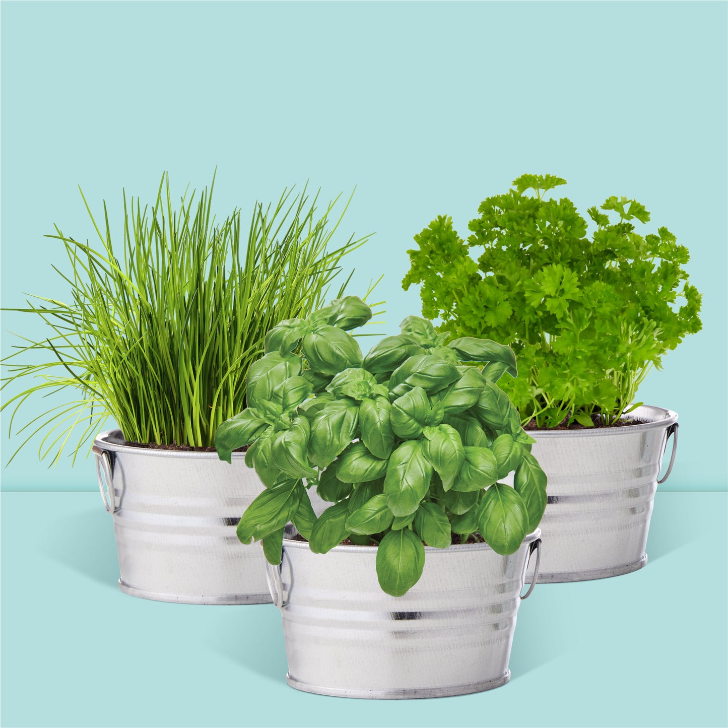 Pot prêt à pousser 3 pots zinc herbes aromatiques, basilic, ciboulette et persil
