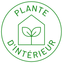 Plante d'intérieur