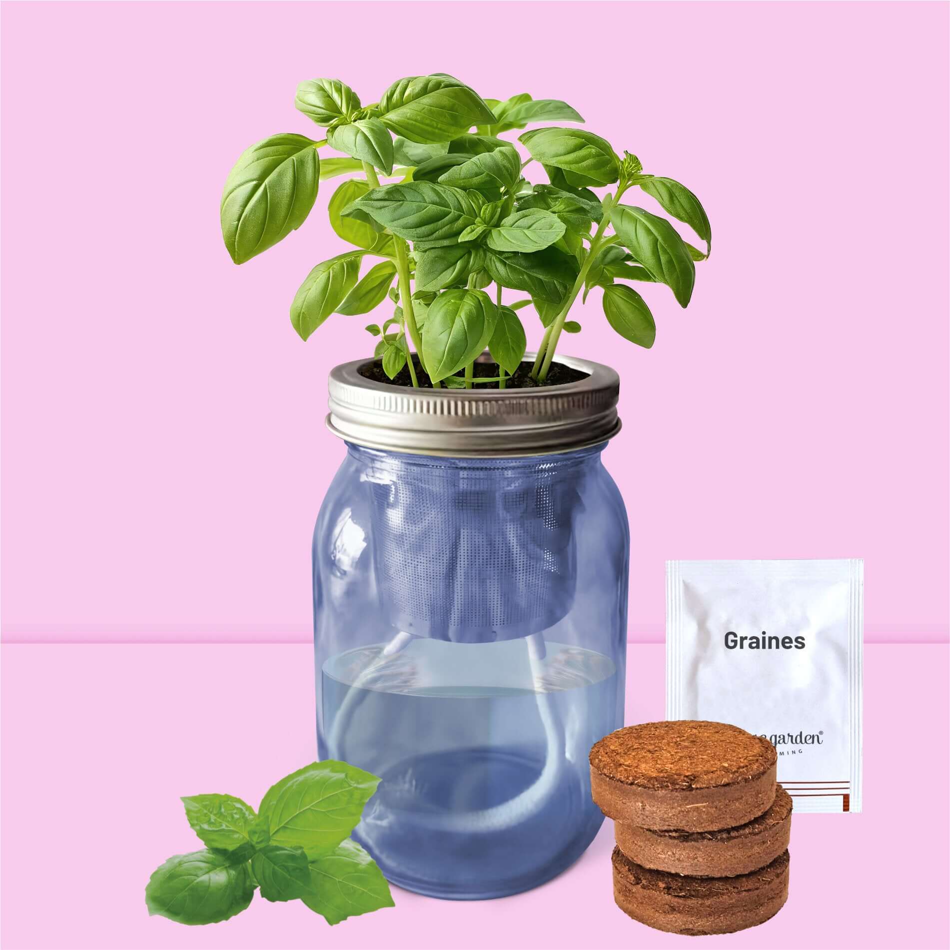 Basilic frais et généreux poussant dans la jarre en verre design grâce à l'irrigation automatique par mèche.