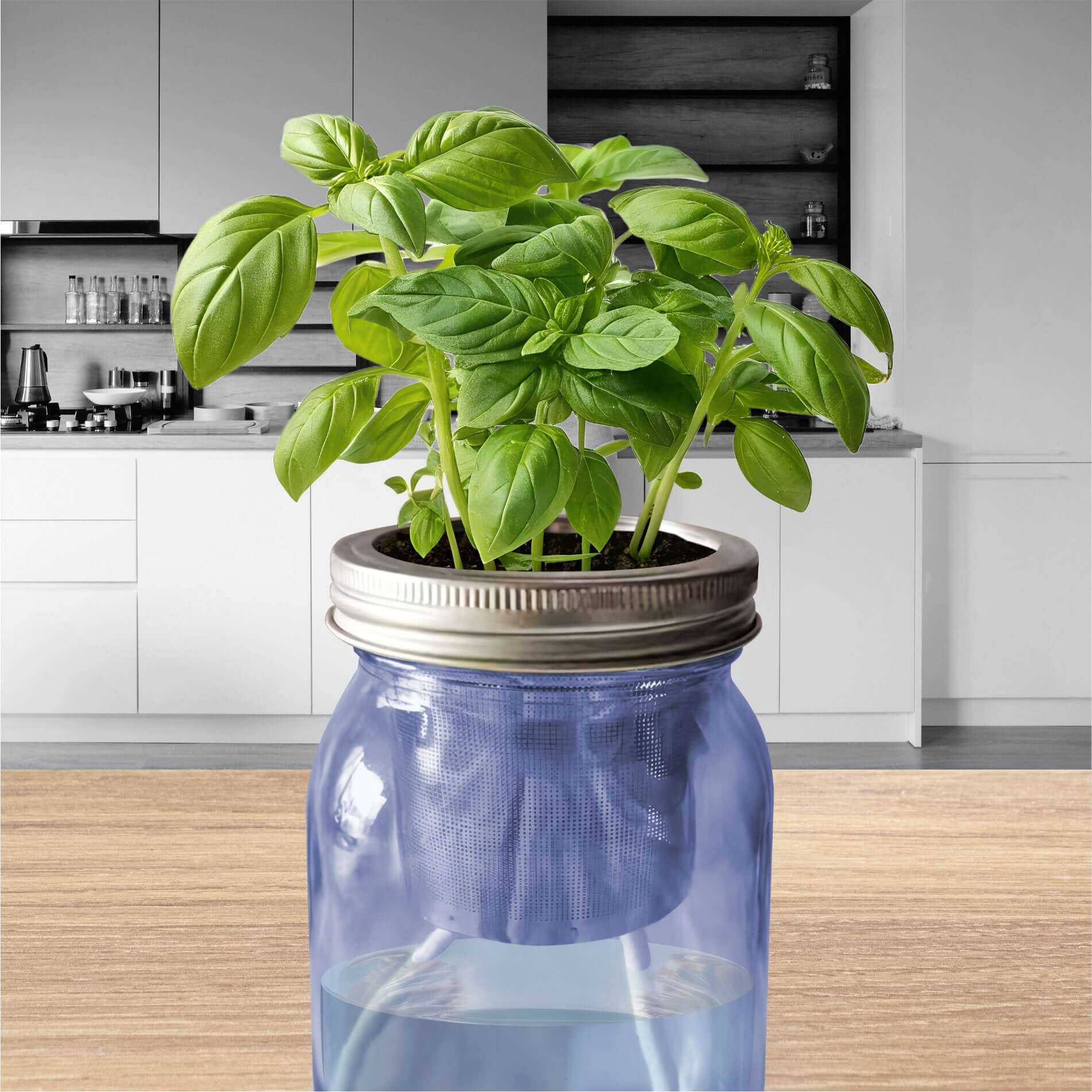 Jarre de basilic frais décorative sur plan de travail. Arrosage autonome idéal pour la déco cuisine chic.