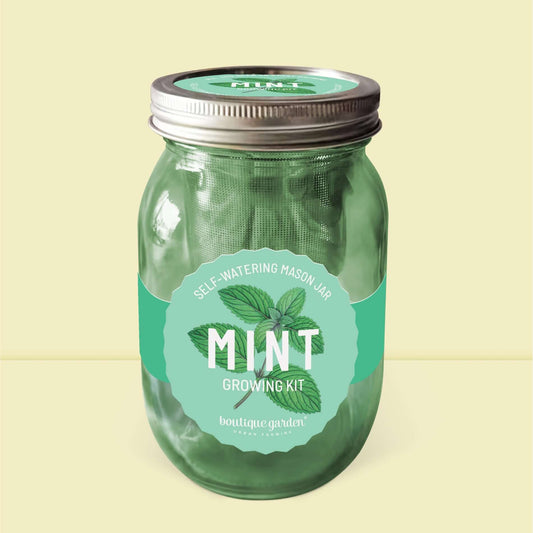 Kit de culture de menthe fraîche en jarre en verre : arrosage automatique pour cuisine.