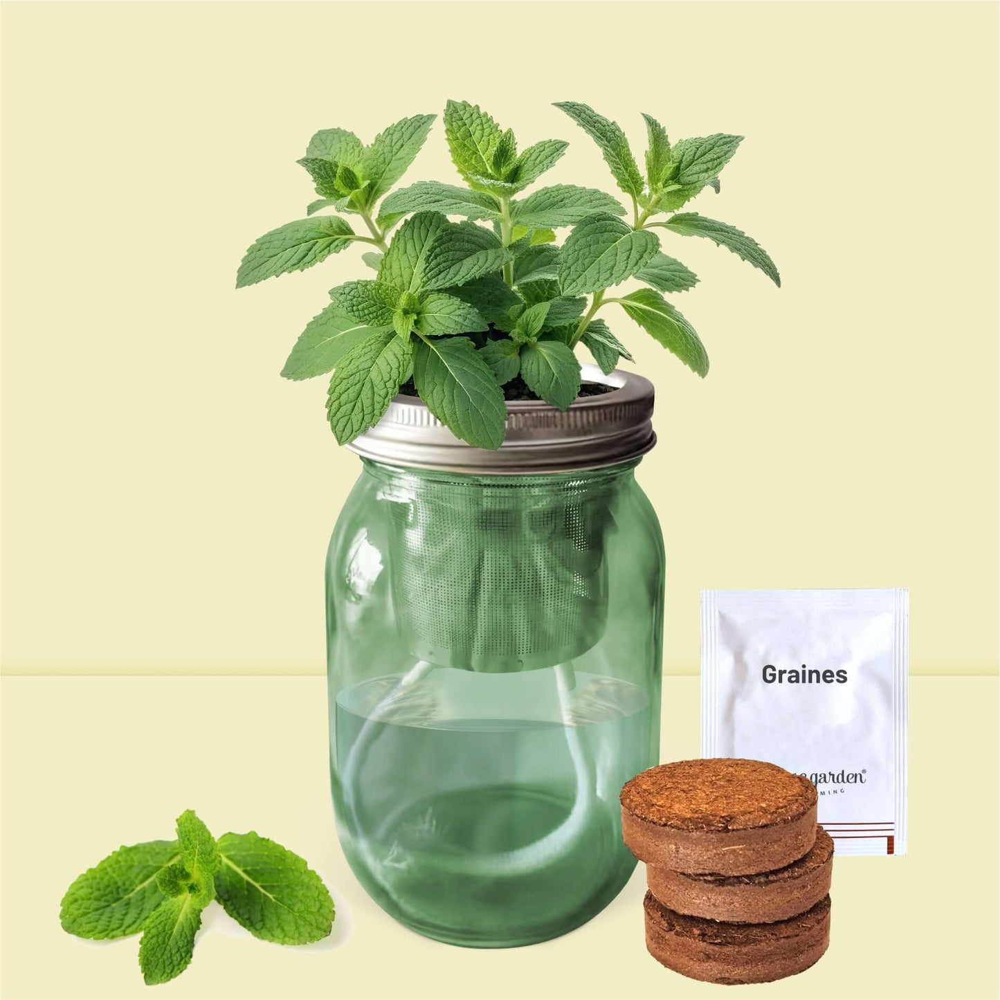 Menthe fraîche et luxuriante poussant dans la jarre en verre design grâce au système d'irrigation automatique.