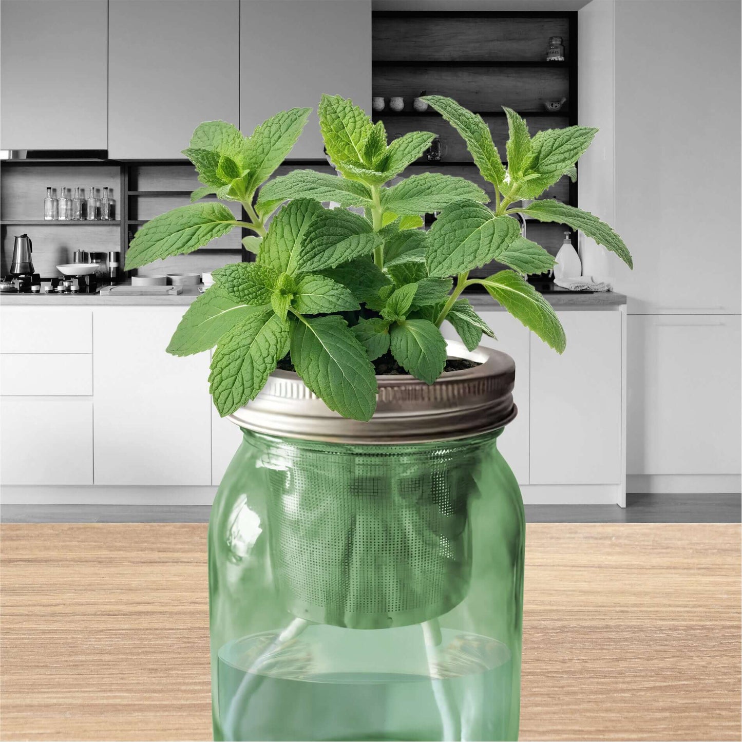 Jarre de menthe fraîche décorative sur plan de travail. Arrosage autonome pour déco cuisine chic.