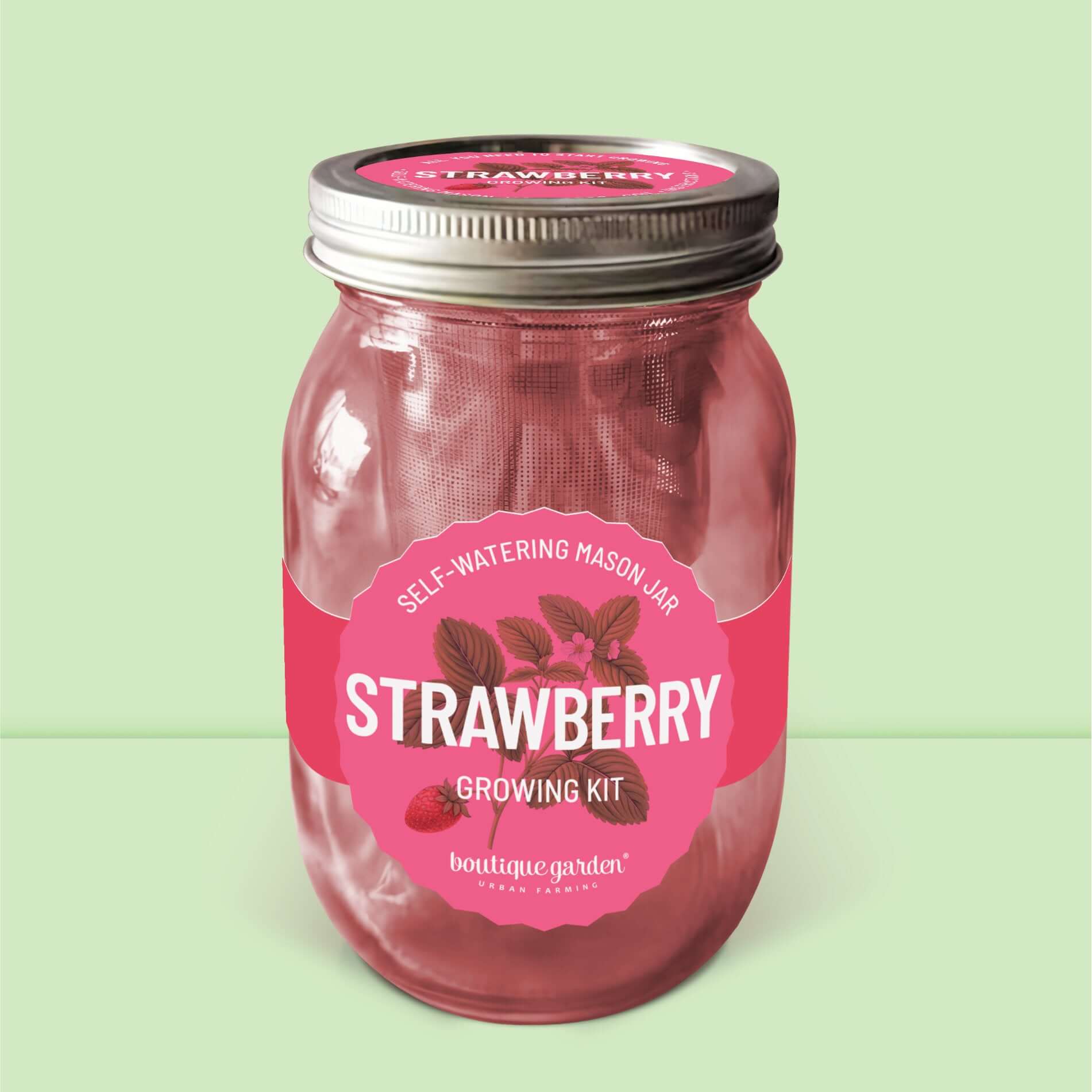 Kit de culture de fraises : jarre en verre avec système d'arrosage automatique pour jardinage facile.