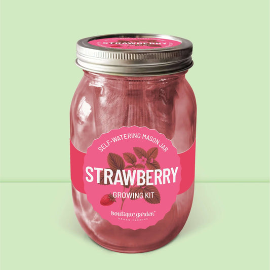 Kit de culture de fraises : jarre en verre avec système d'arrosage automatique pour jardinage facile.