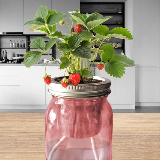 Jarre de fraises fraîches décorative sur un plan de travail de cuisine. Arrosage autonome pour déco gourmande.