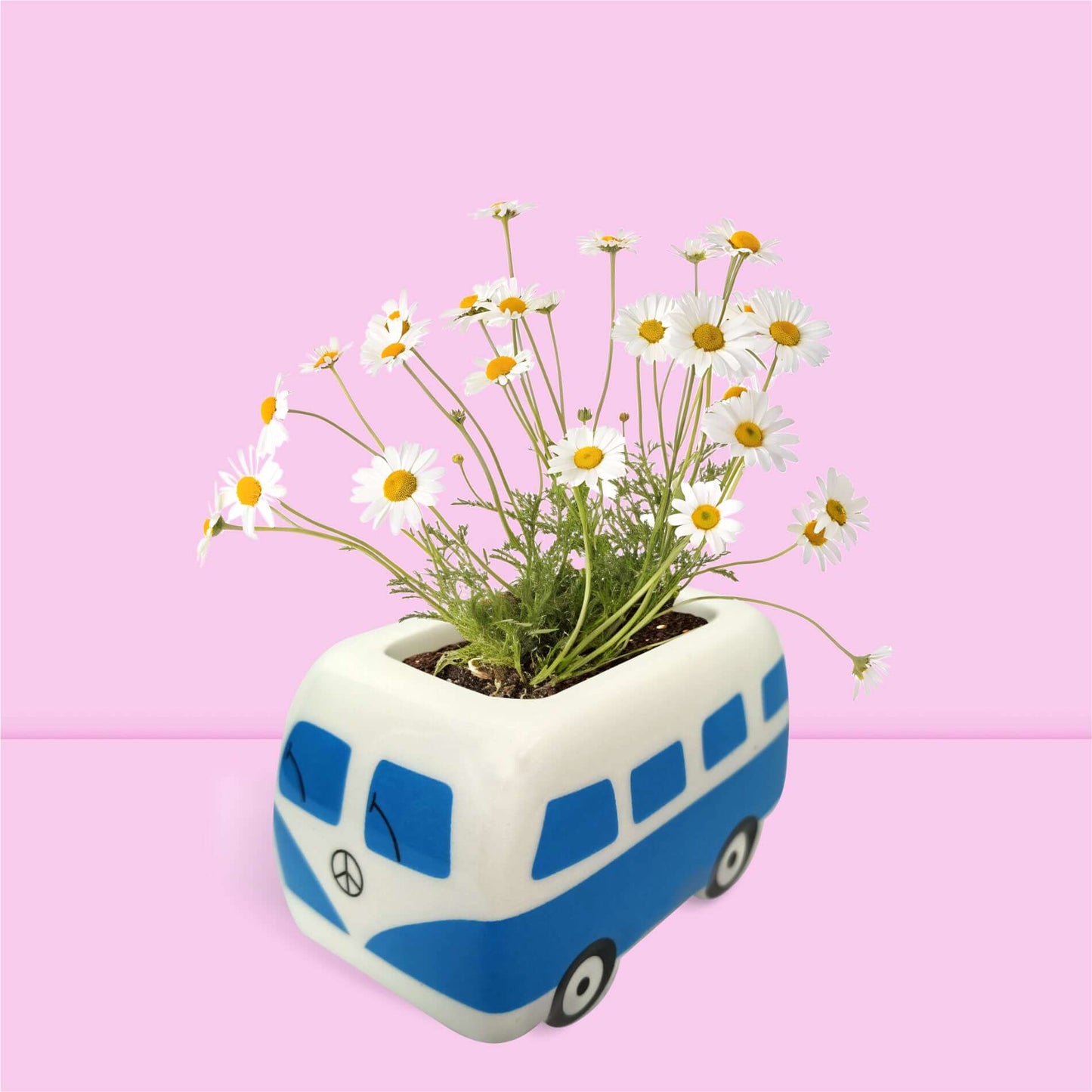 Mini van céramique kit prêt à pousser pâquerettes.