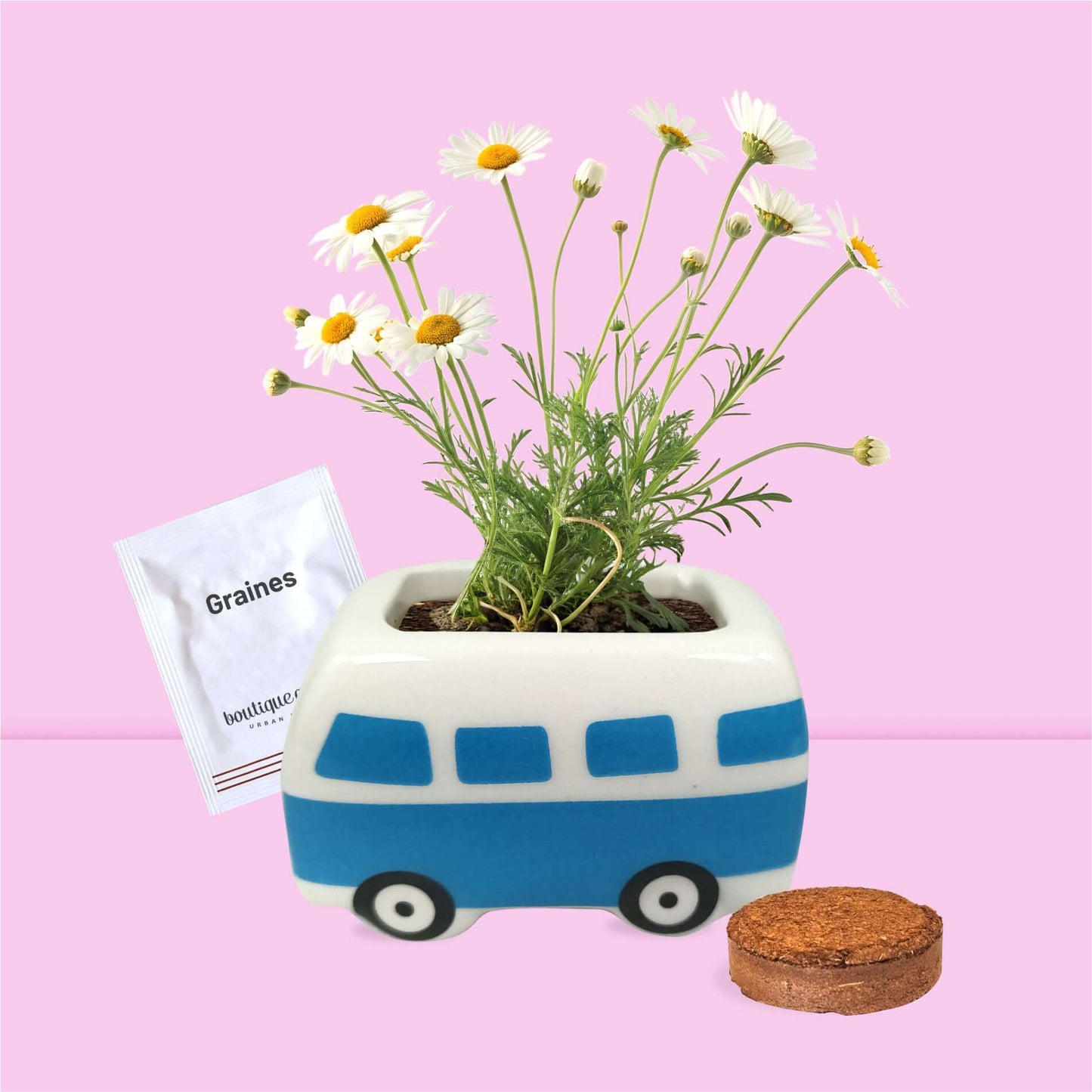 Mini van céramique kit prêt à pousser pâquerettes avec graines et substrat