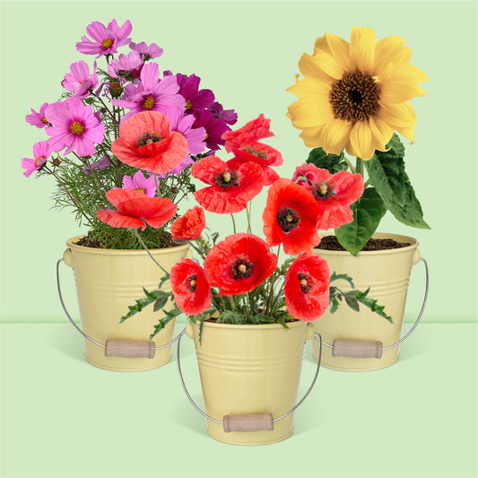 Cadeau Kit jardinage, trio de fleurs, coquelicots, tournesols, cosmos
