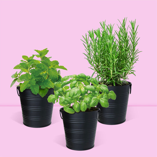 Cadeau kit jardinage, herbes aromatiques basilic romarin et menthe