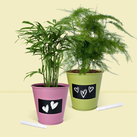 Cadeau Kit jardinage, plantes d’intérieurs, faites pousser votre palmier et votre fougère